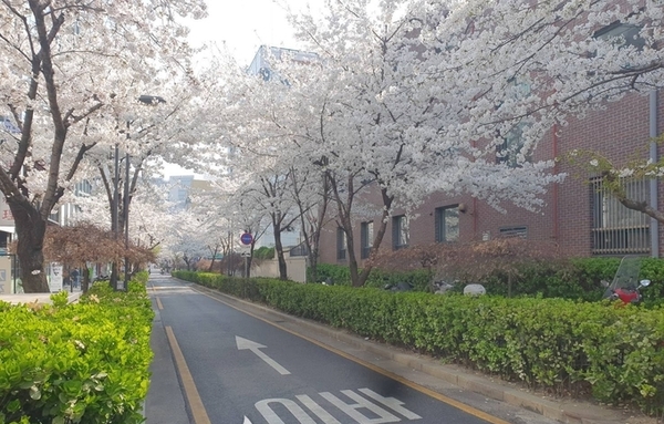 [포토] 벚꽃 가득한 성신여대입구