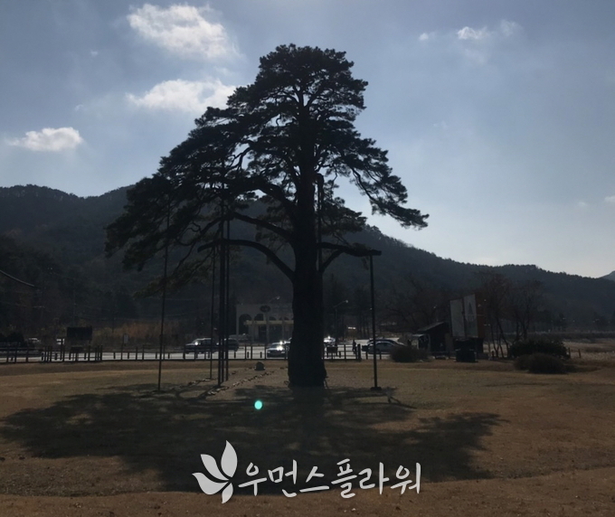 충북 보은 속리산 입구에 있는 정이품송. 조선시대 세조 임금이 속리산 법주사를 방문하는데 가마가 걸리지 않도록 소나무가 스스로 가지를 들어올렸다가 정2품의 벼슬을 받았다는 이야기가 전해온다. 천연기념물이다. 박종미 기자.