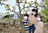 [포토] 봉화산 배나무에 달린 표찰